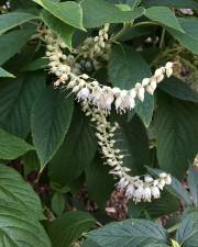 Fotografia da espécie Clethra acuminata