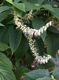 Fotografia da espécie Clethra acuminata