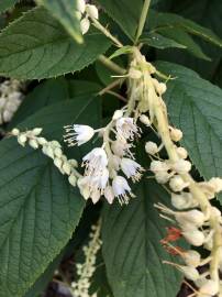 Fotografia da espécie Clethra acuminata