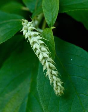 Fotografia 3 da espécie Clethra acuminata no Jardim Botânico UTAD