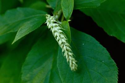 Fotografia da espécie Clethra acuminata