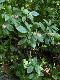 Fotografia da espécie Clethra acuminata