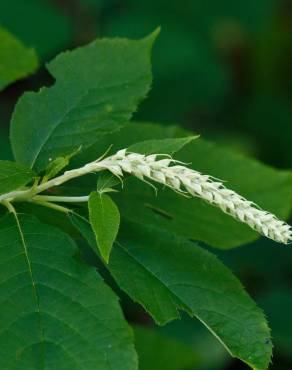 Fotografia 5 da espécie Clethra acuminata no Jardim Botânico UTAD