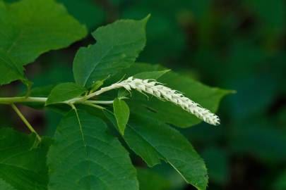 Fotografia da espécie Clethra acuminata