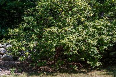 Fotografia da espécie Clethra acuminata