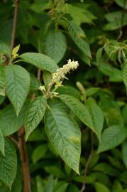 Fotografia da espécie Clethra acuminata