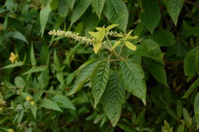 Fotografia da espécie Clethra acuminata