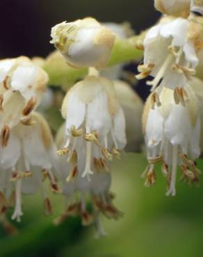 Fotografia 9 da espécie Clethra acuminata no Jardim Botânico UTAD