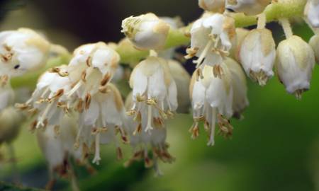 Fotografia da espécie Clethra acuminata