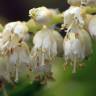 Fotografia 9 da espécie Clethra acuminata do Jardim Botânico UTAD