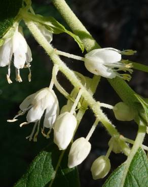 Fotografia 10 da espécie Clethra acuminata no Jardim Botânico UTAD