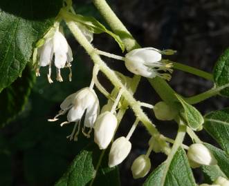 Fotografia da espécie Clethra acuminata