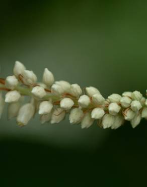 Fotografia 11 da espécie Clethra acuminata no Jardim Botânico UTAD