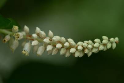 Fotografia da espécie Clethra acuminata