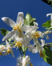 Fotografia da espécie Styrax americanus