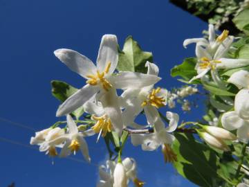 Fotografia da espécie Styrax americanus