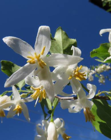 Fotografia de capa Styrax americanus - do Jardim Botânico