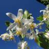 Fotografia 1 da espécie Styrax americanus do Jardim Botânico UTAD