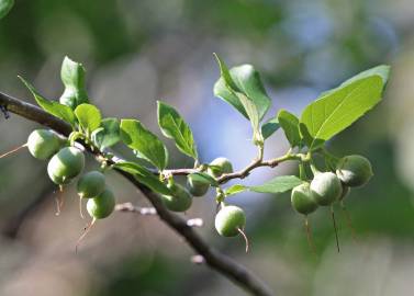 Fotografia da espécie Styrax americanus