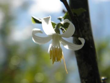 Fotografia da espécie Styrax americanus