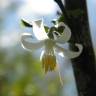 Fotografia 3 da espécie Styrax americanus do Jardim Botânico UTAD