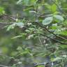 Fotografia 4 da espécie Styrax americanus do Jardim Botânico UTAD