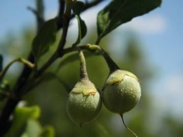 Fotografia da espécie Styrax americanus