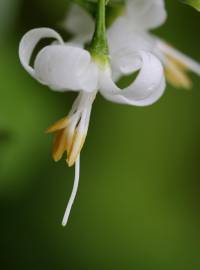 Fotografia da espécie Styrax americanus