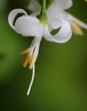 Fotografia 6 da espécie Styrax americanus no Jardim Botânico UTAD