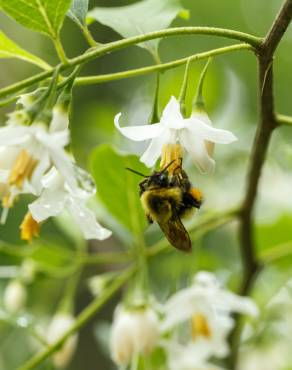 Fotografia 7 da espécie Styrax americanus no Jardim Botânico UTAD