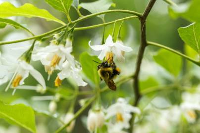 Fotografia da espécie Styrax americanus