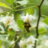 Fotografia 7 da espécie Styrax americanus do Jardim Botânico UTAD