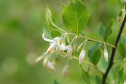 Fotografia da espécie Styrax americanus