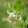 Fotografia 8 da espécie Styrax americanus do Jardim Botânico UTAD