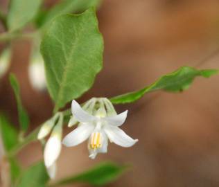 Fotografia da espécie Styrax americanus