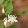 Fotografia 9 da espécie Styrax americanus do Jardim Botânico UTAD