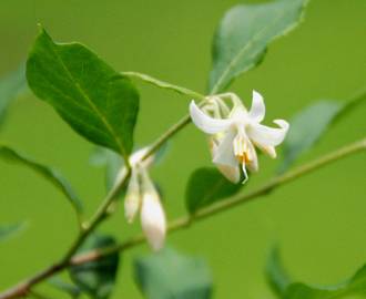 Fotografia da espécie Styrax americanus