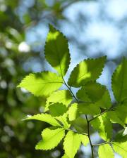 Fotografia da espécie Zelkova carpinifolia