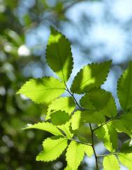 Zelkova carpinifolia