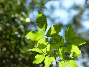 Fotografia da espécie Zelkova carpinifolia