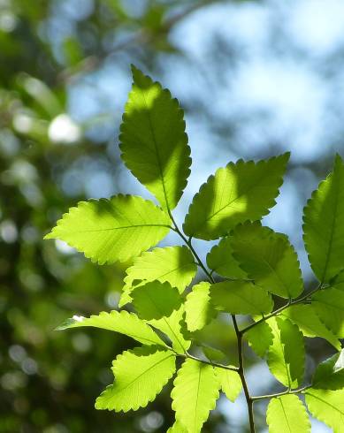 Fotografia de capa Zelkova carpinifolia - do Jardim Botânico