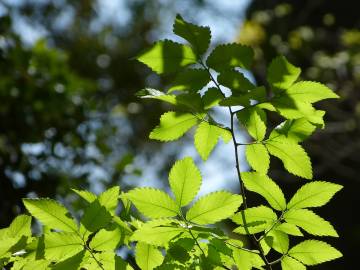 Fotografia da espécie Zelkova carpinifolia