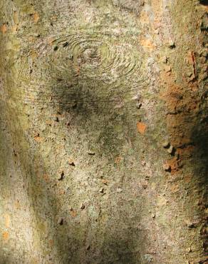 Fotografia 3 da espécie Zelkova carpinifolia no Jardim Botânico UTAD