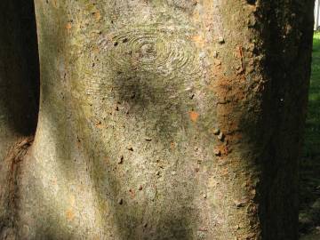 Fotografia da espécie Zelkova carpinifolia