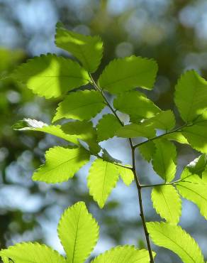 Fotografia 4 da espécie Zelkova carpinifolia no Jardim Botânico UTAD