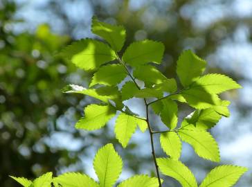 Fotografia da espécie Zelkova carpinifolia