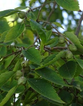 Fotografia 5 da espécie Zelkova carpinifolia no Jardim Botânico UTAD