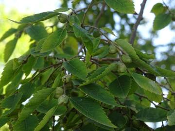 Fotografia da espécie Zelkova carpinifolia