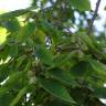 Fotografia 5 da espécie Zelkova carpinifolia do Jardim Botânico UTAD