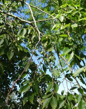 Fotografia 6 da espécie Zelkova carpinifolia no Jardim Botânico UTAD